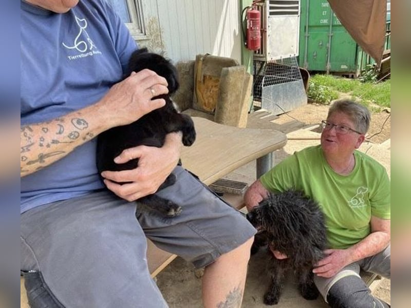 Eszter,süße Puli Mama sucht…..