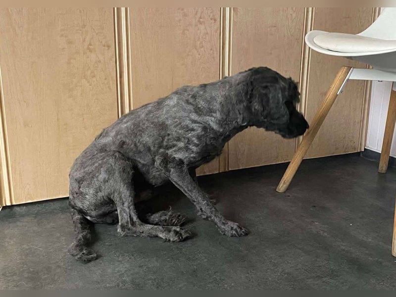 Rongy wurde völlig verwahrlost gefunden