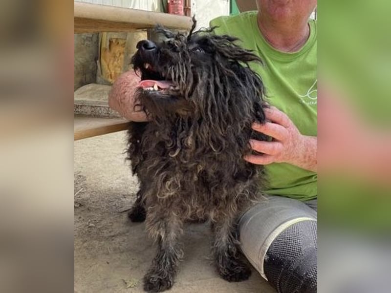 Eszter,süße Puli Mama sucht…..