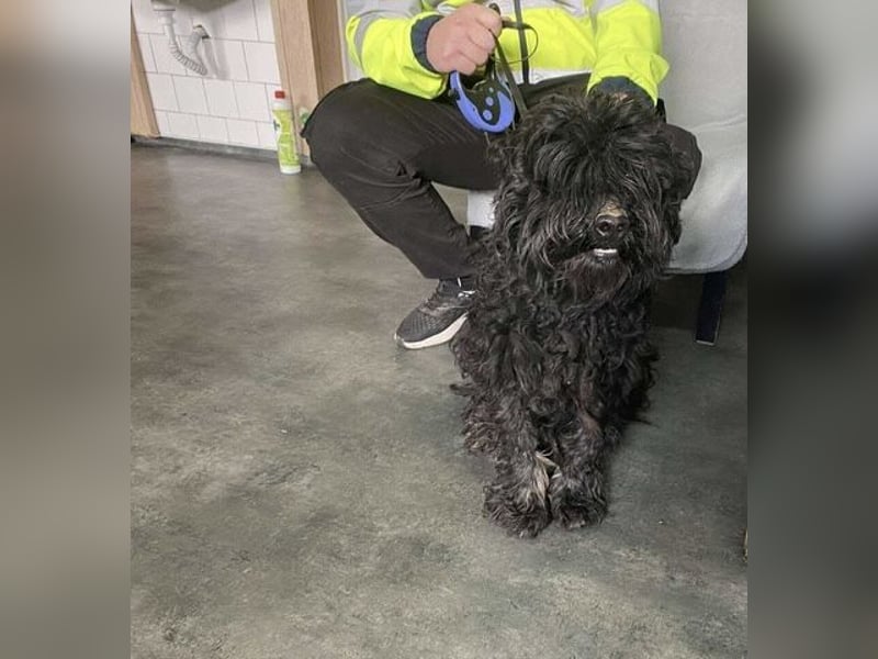 Süti, , süßer Puli Senior sucht….