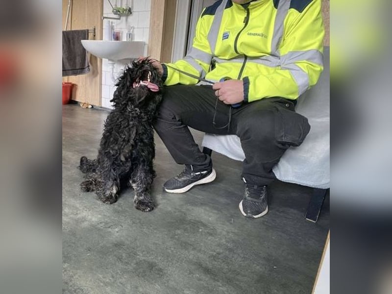 Süti, , süßer Puli Senior sucht….