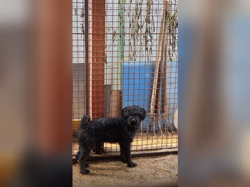 Rongy wurde völlig verwahrlost gefunden