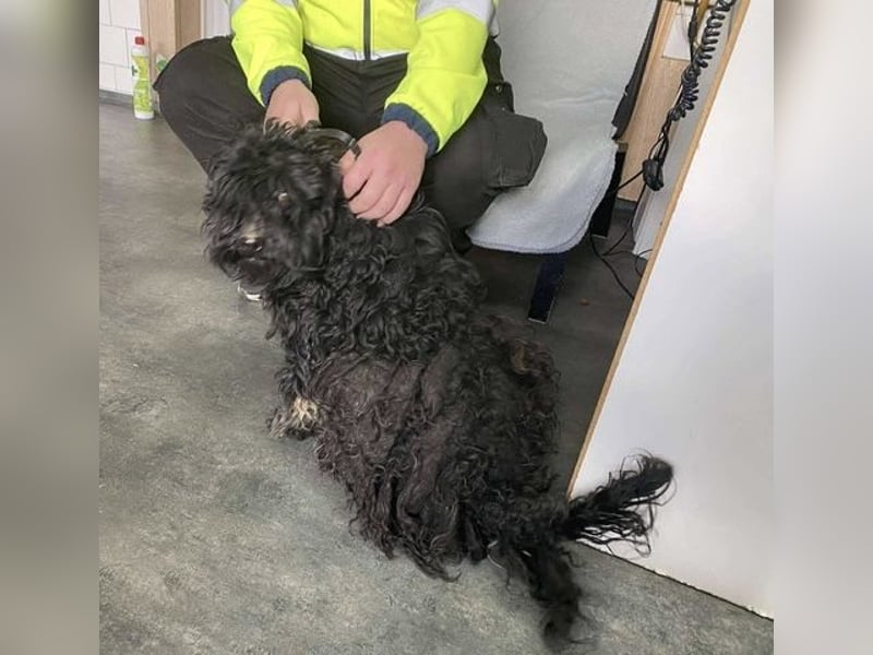 Süti, , süßer Puli Senior sucht….