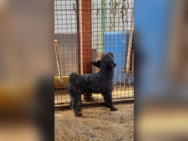 Rongy wurde völlig verwahrlost gefunden