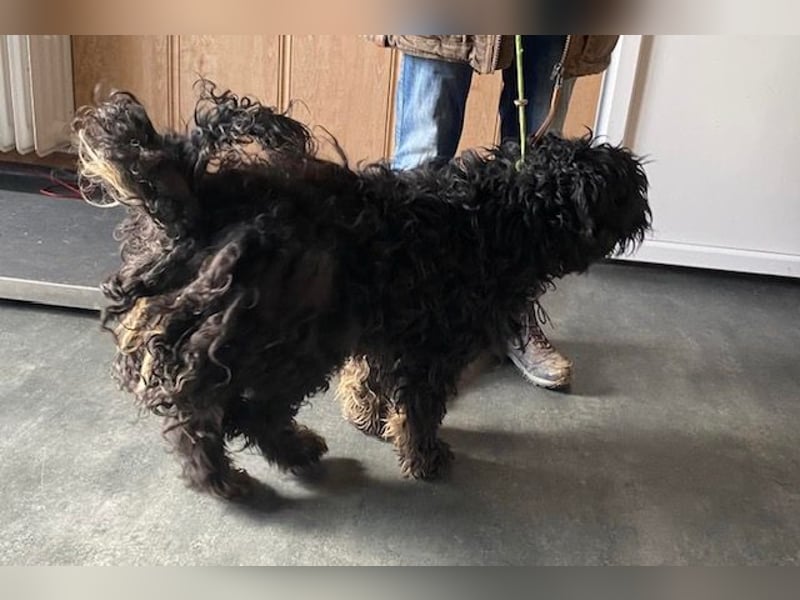 Süti, , süßer Puli Senior sucht….