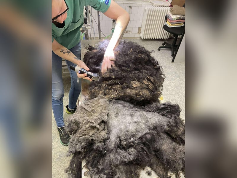 Rongy wurde völlig verwahrlost gefunden