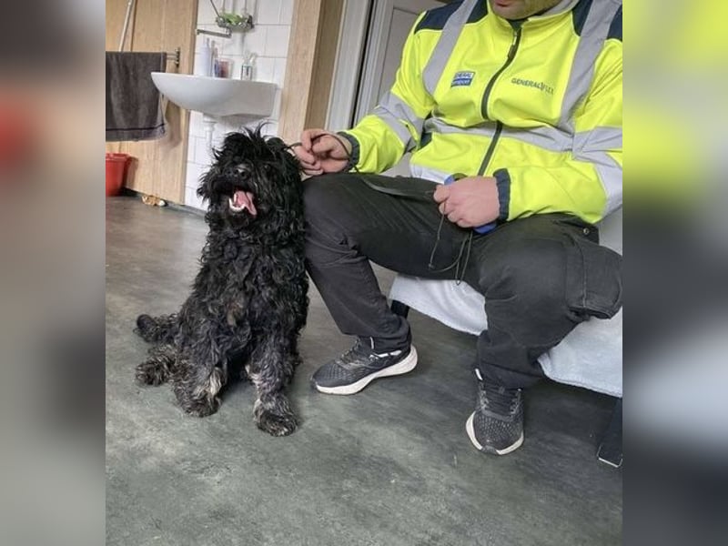 Süti, , süßer Puli Senior sucht….