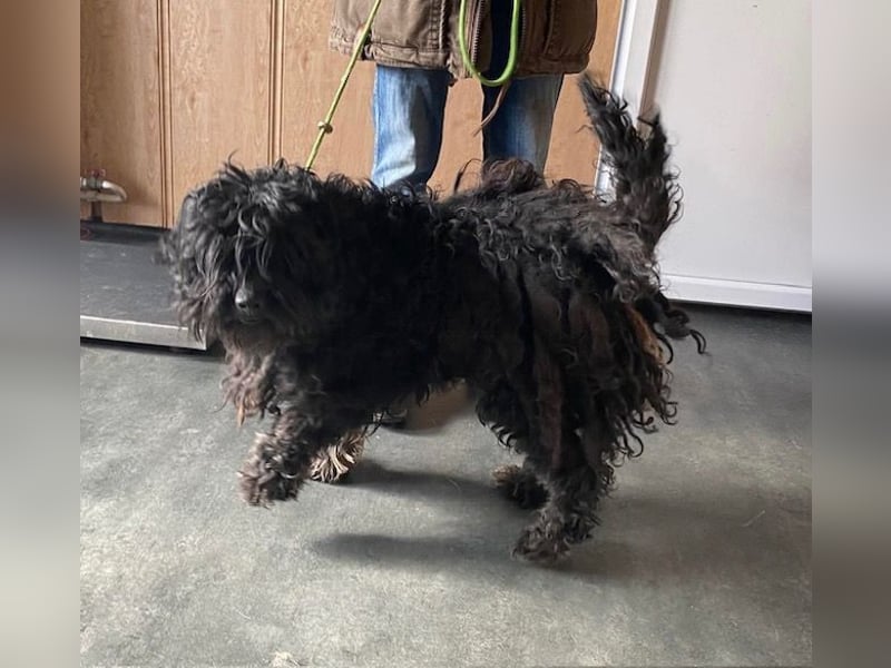 Süti, , süßer Puli Senior sucht….