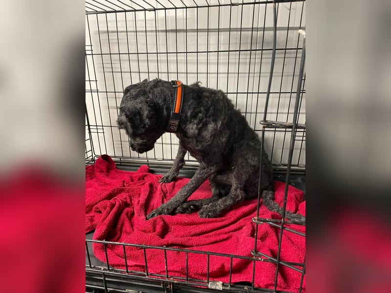 Rongy wurde völlig verwahrlost gefunden