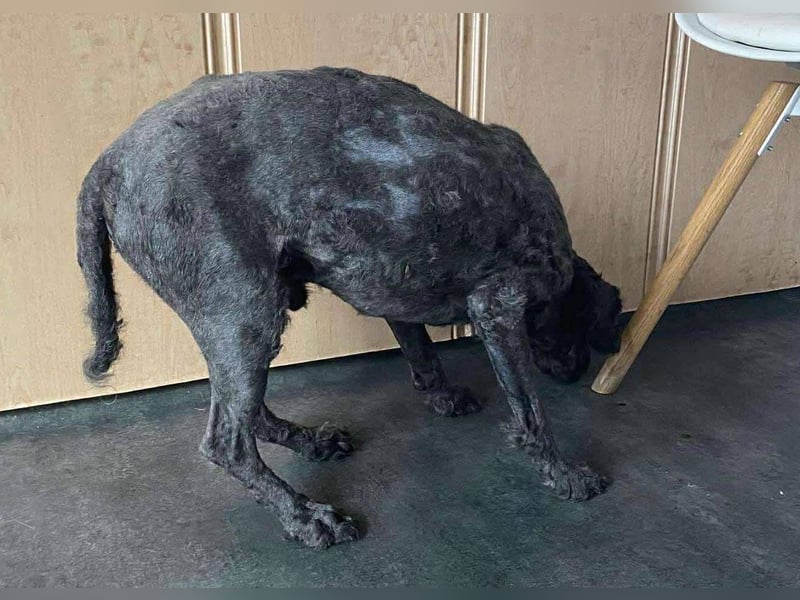 Rongy wurde völlig verwahrlost gefunden