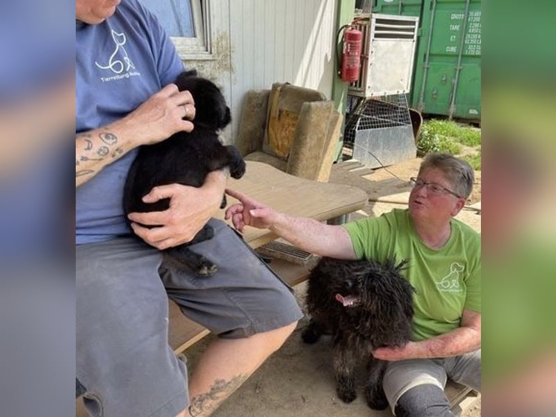 Eszter,süße Puli Mama sucht…..