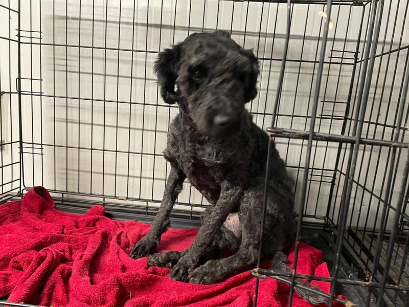 Rongy wurde völlig verwahrlost gefunden