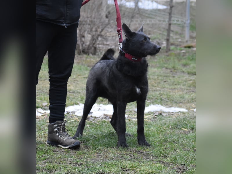 Sehr lieber, aktiver und menschenbezogener Rüde LOGAN, geb. 22.01.2024
