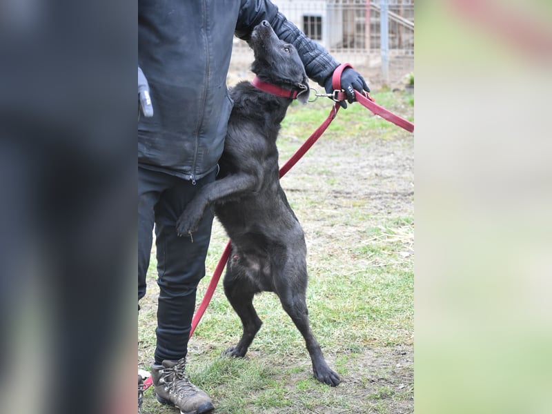 Sehr lieber, aktiver und menschenbezogener Rüde LOGAN, geb. 22.01.2024