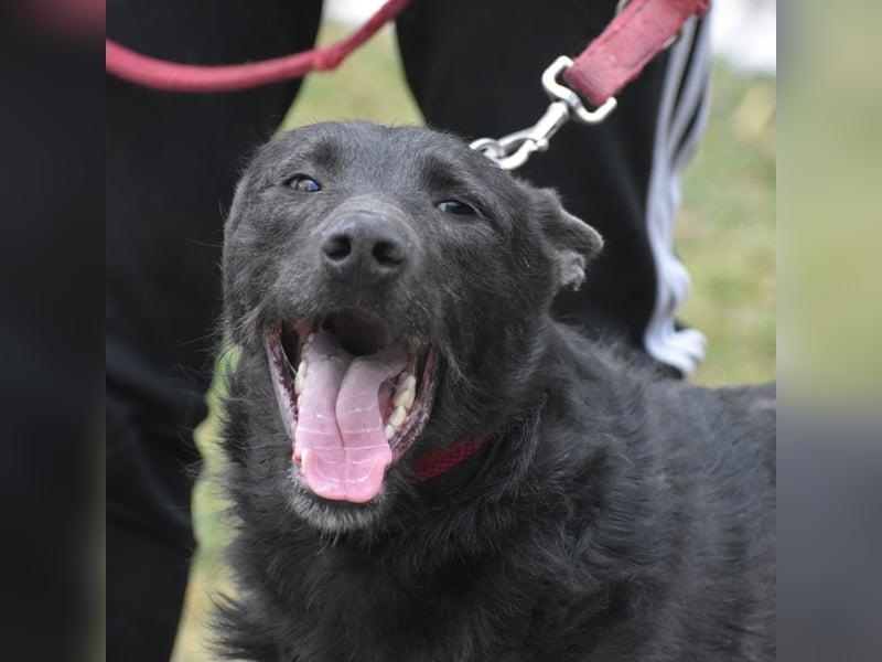 Sehr lieber, aktiver und menschenbezogener Rüde LOGAN, geb. 22.01.2024