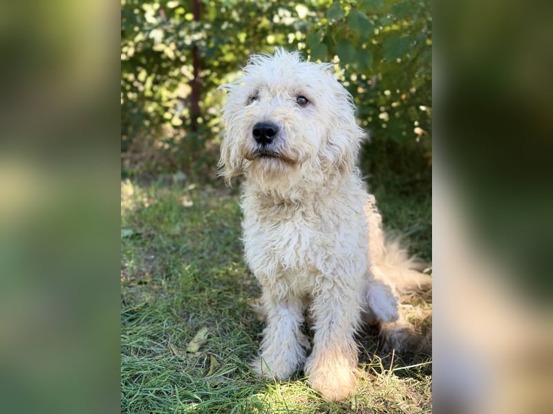 Axel - Fröhlicher Puli-Mix möchte endlich dazugehören