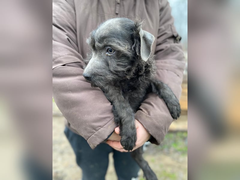 LEO - Kleiner Puli-Mix, allergikerfreundlich, sucht ein liebevolles Für-immer-Zuhause