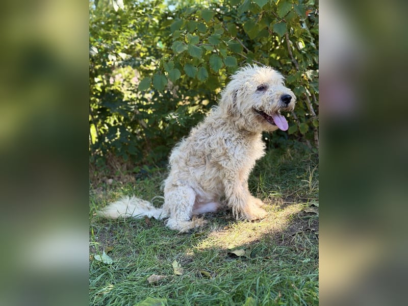 Axel - Fröhlicher Puli-Mix möchte endlich dazugehören