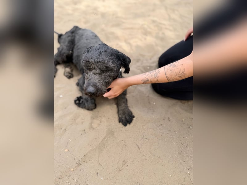 Gyuri - Sanfter Puli-Mix möchte vor dem Winter endlich ankommen