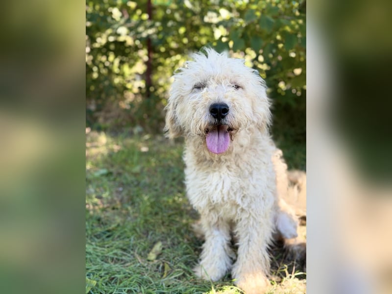 Axel - Fröhlicher Puli-Mix möchte endlich dazugehören