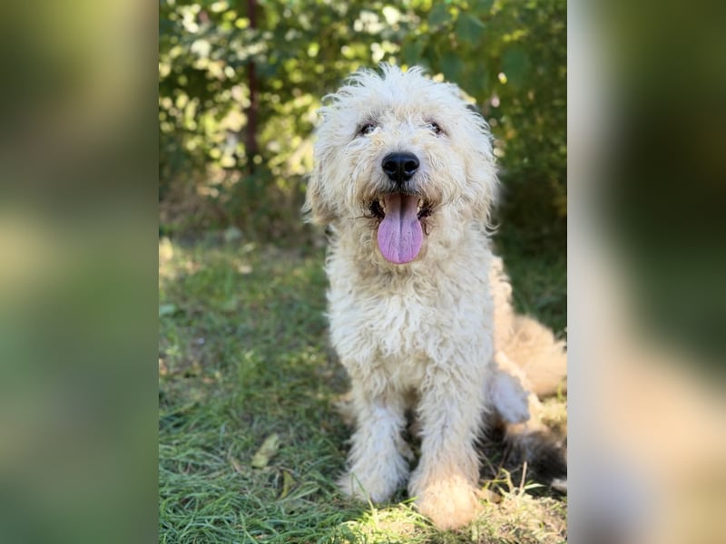 Axel - Fröhlicher Puli-Mix möchte endlich dazugehören