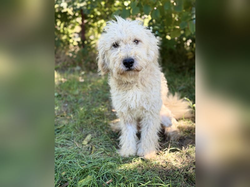 Axel - Fröhlicher Puli-Mix möchte endlich dazugehören