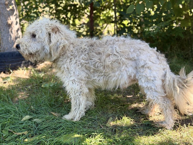 Axel - Fröhlicher Puli-Mix möchte endlich dazugehören