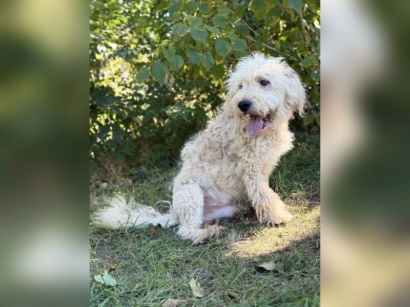 Axel - Fröhlicher Puli-Mix möchte endlich dazugehören