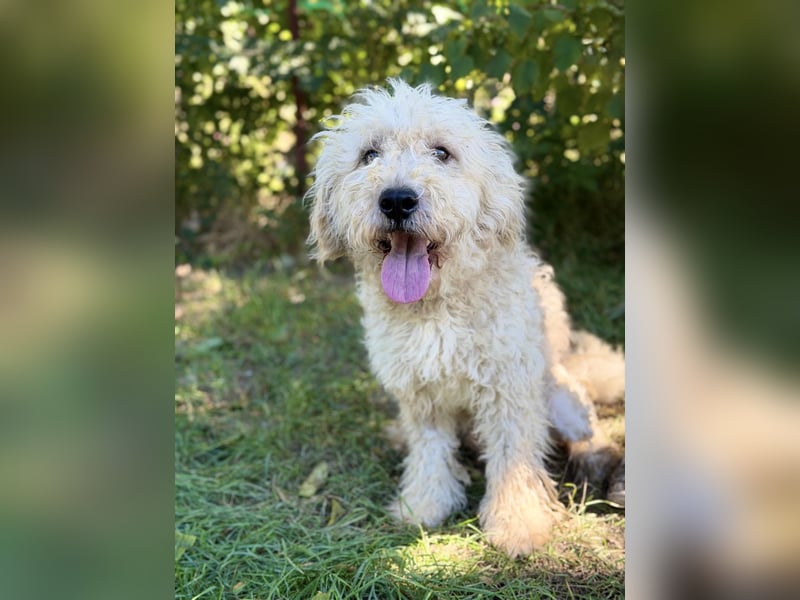Axel - Fröhlicher Puli-Mix möchte endlich dazugehören