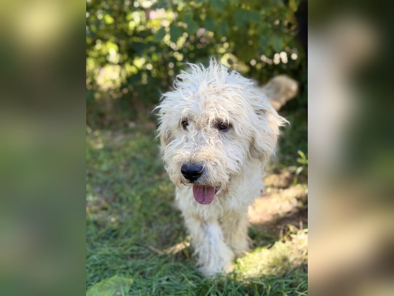 Axel - Fröhlicher Puli-Mix möchte endlich dazugehören