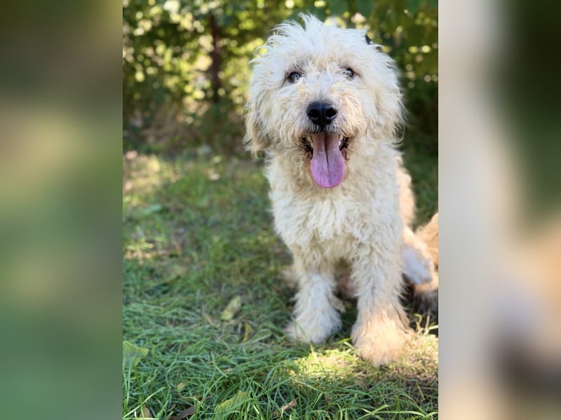 Axel - Fröhlicher Puli-Mix möchte endlich dazugehören