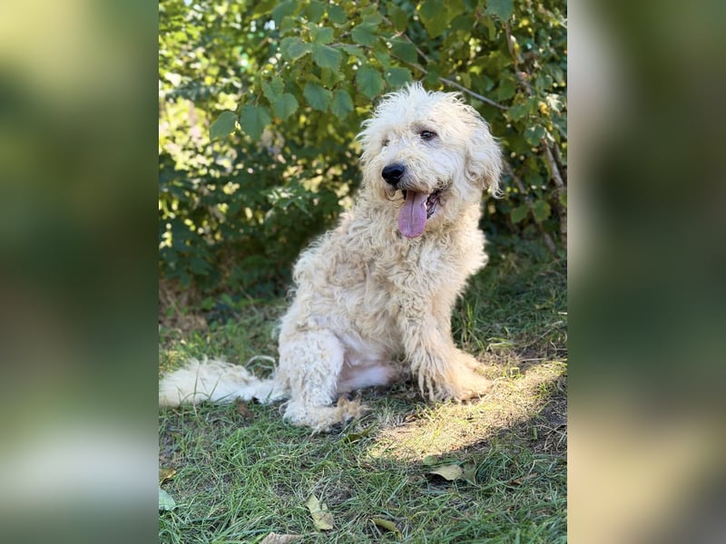 Axel - Fröhlicher Puli-Mix möchte endlich dazugehören