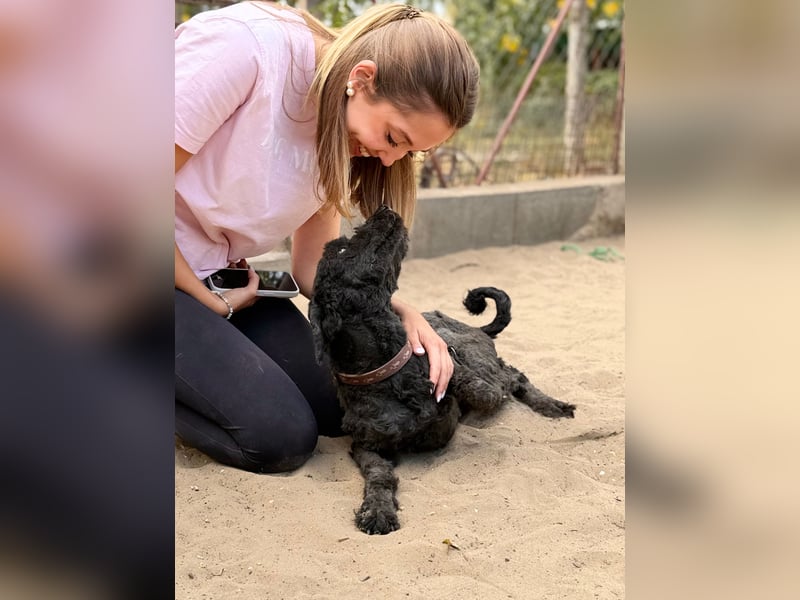 Gyuri - Sanfter Puli-Mix möchte vor dem Winter endlich ankommen