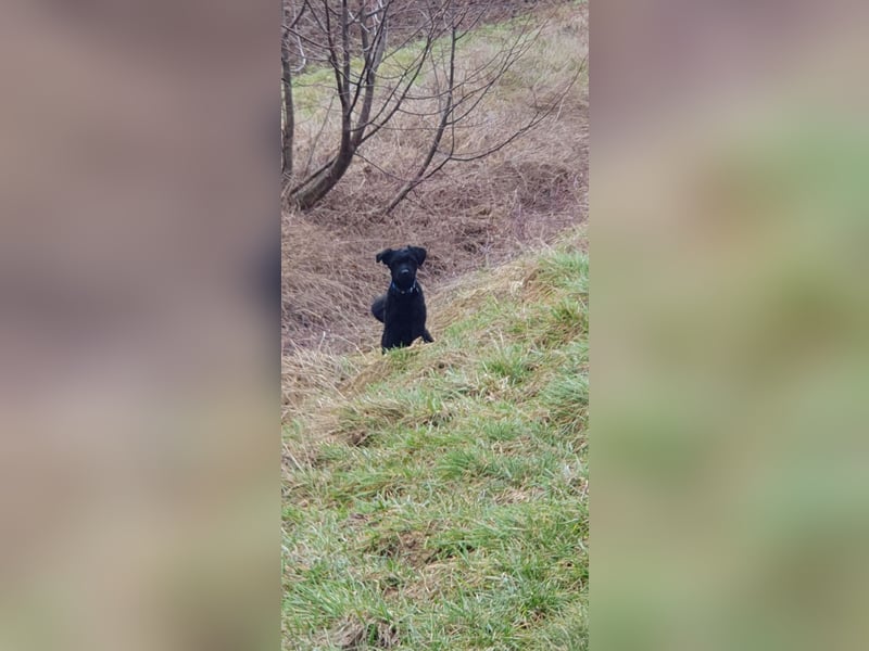 Puli, Puli-Mix für Agility und Sport