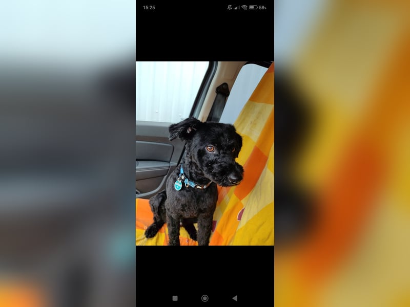 Puli, Puli-Mix für Agility und Sport