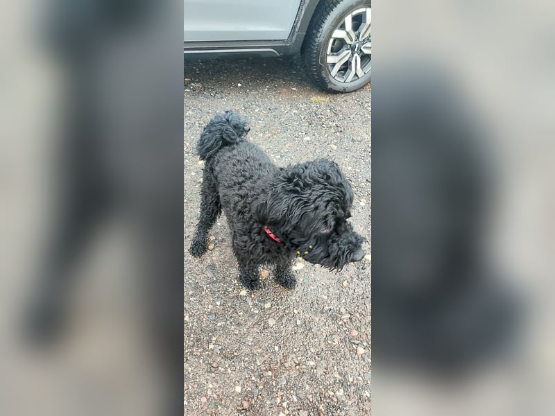 Puli, Puli-Mix für Agility und Sport