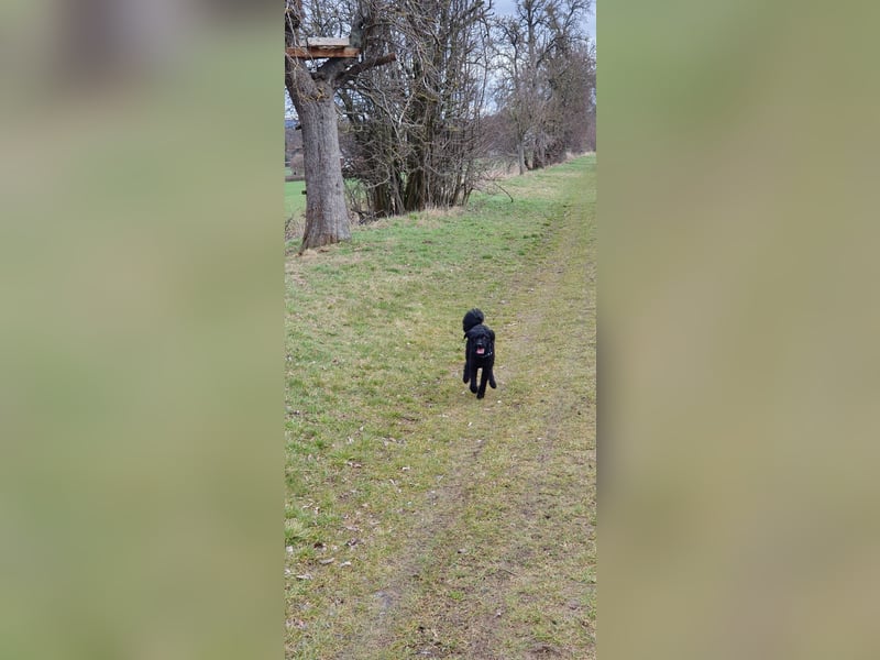 Puli, Puli-Mix für Agility und Sport