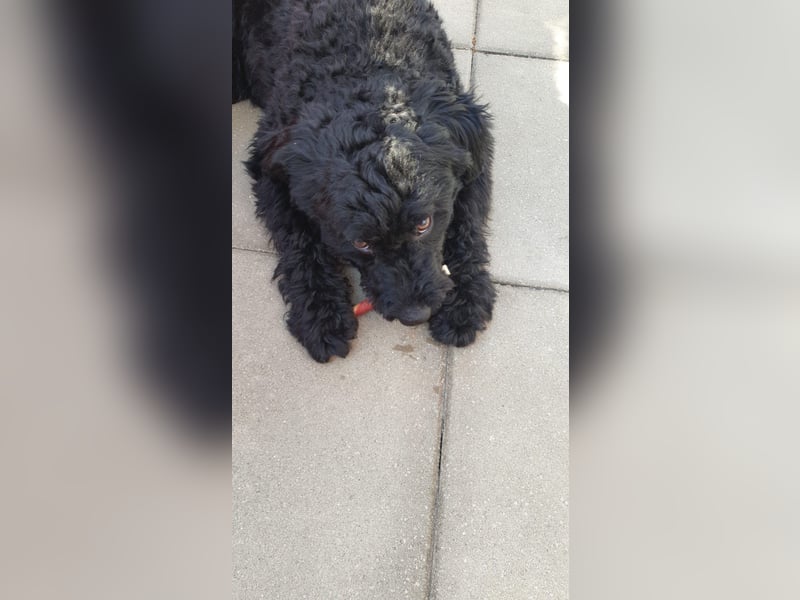 Puli, Puli-Mix für Agility und Sport