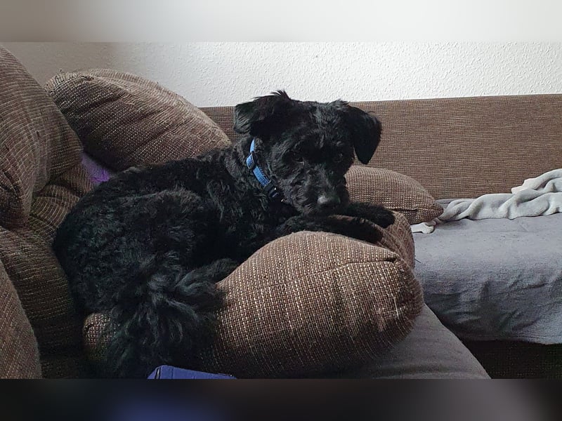 Puli, Puli-Mix für Agility und Sport