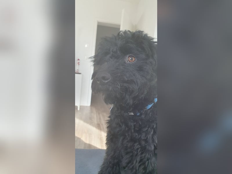 Puli, Puli-Mix für Agility und Sport