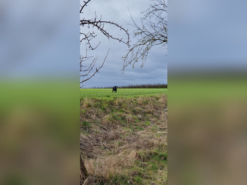 Puli, Puli-Mix für Agility und Sport