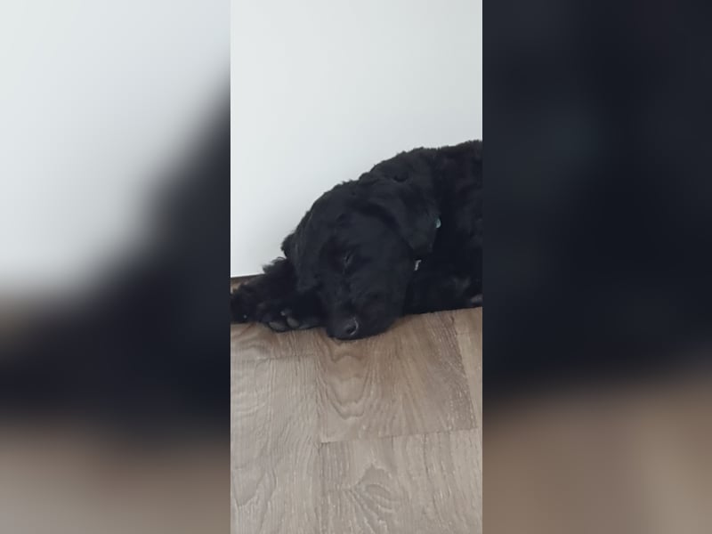 Puli, Puli-Mix für Agility und Sport