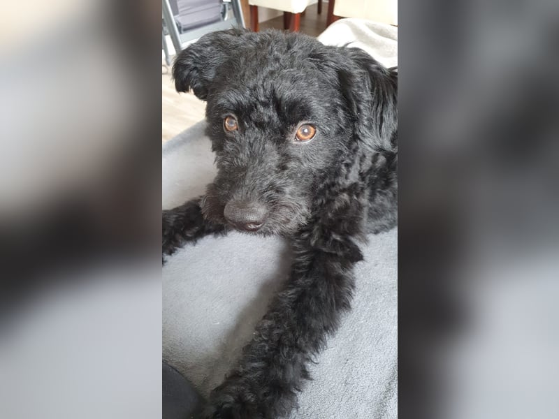 Puli, Puli-Mix für Agility und Sport