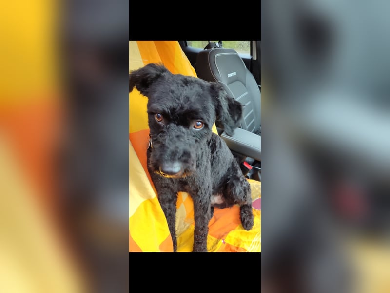 Puli, Puli-Mix für Agility und Sport