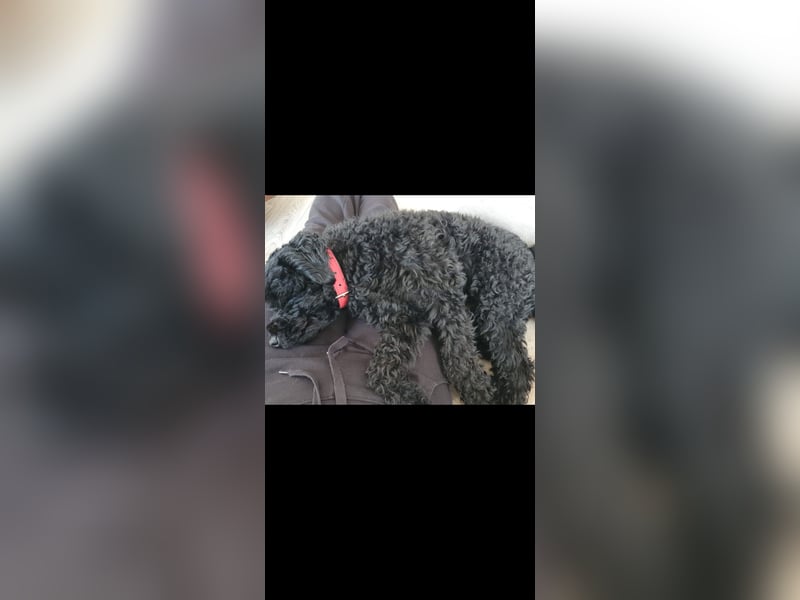 Puli, Puli-Mix für Agility und Sport