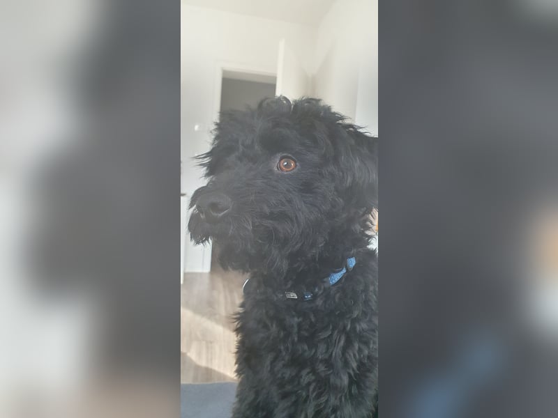 Puli, Puli-Mix für Agility und Sport