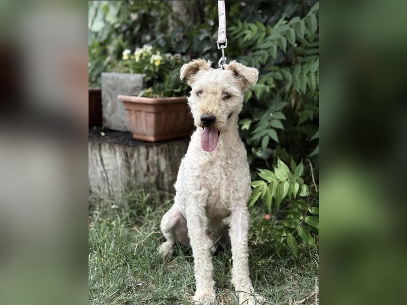 Csipész-KK – freundlicher Puli-Mix sucht aktives Zuhause 