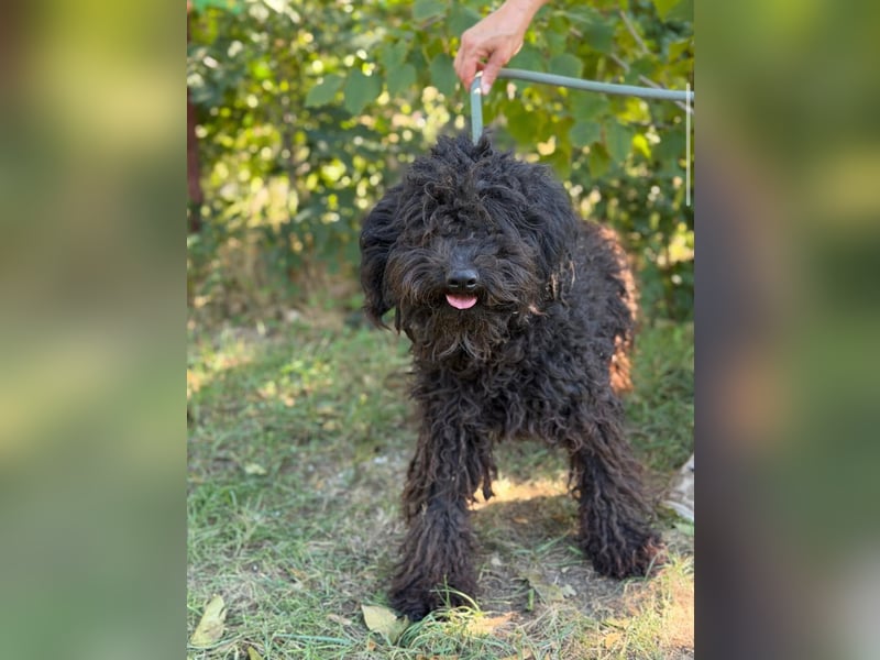 Gyuri KK- Liebe Menschen für tollen Hund gesucht
