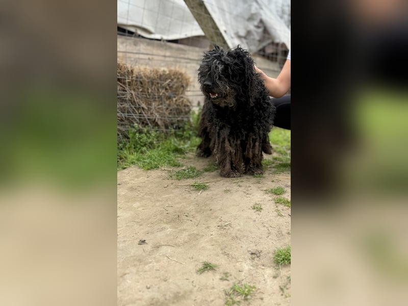 Buksi LM – Sanfte Hundedame sucht warmes Plätzchen für immer