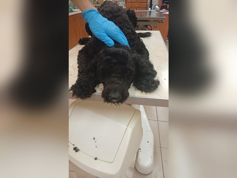 Bundas PP – charmanter Puli-Rüde sucht liebevolles Zuhause 